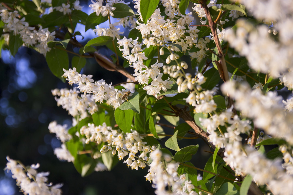 Żylistek Deutzia (zdj.: Adobe Stock)
