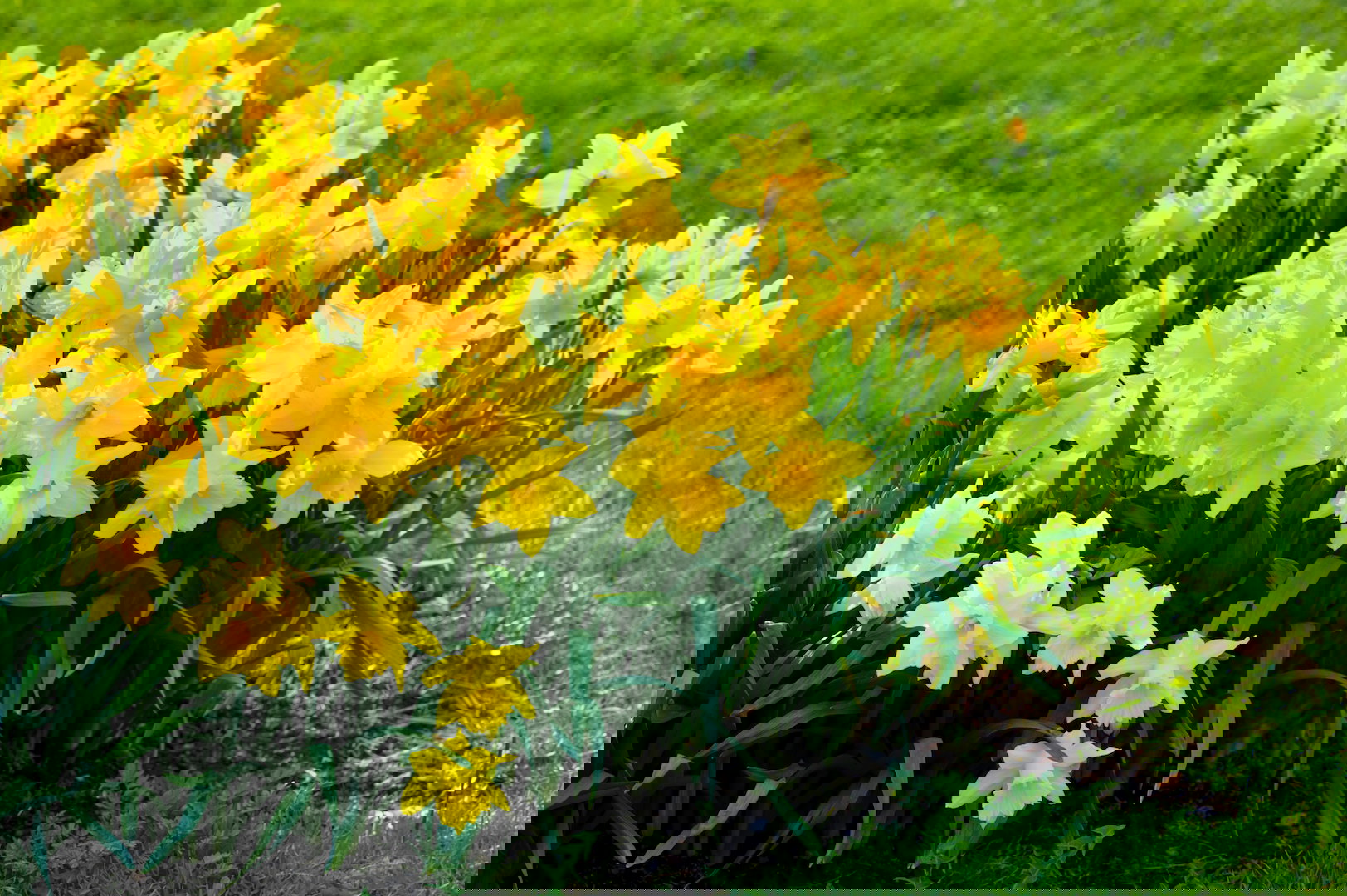 Żywotność narcyzów połączona z niewielkimi wymaganiami sprawia, że ich uprawę prowadzić możemy na wielu różnych stanowiskach.  (zdj.: iStock)