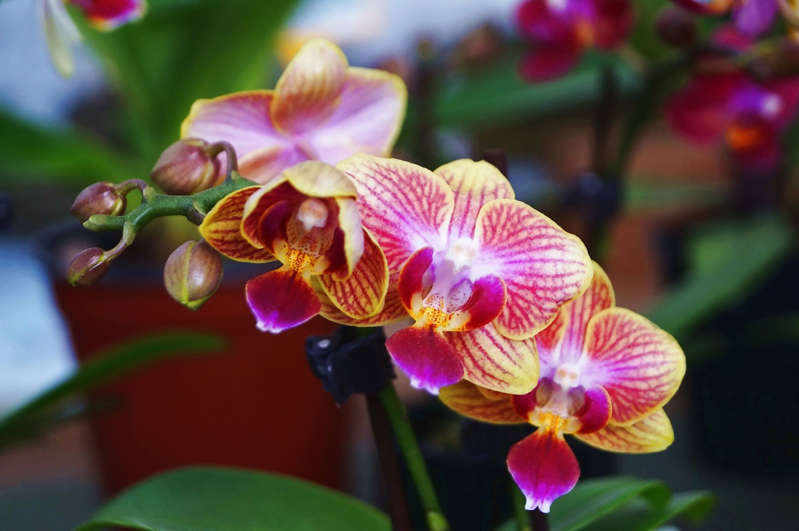 Miltoniopsisy uchodzą za odmiany storczyków trudne w uprawie, nie jest to do końca prawda. Wystarczy, że spełnimy dość specyficzne wymagania tej odmiany. (zdj.: iStock)