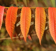 sumaka-octowiec-rhus-typhina-zdj-fotolia-com.jpeg