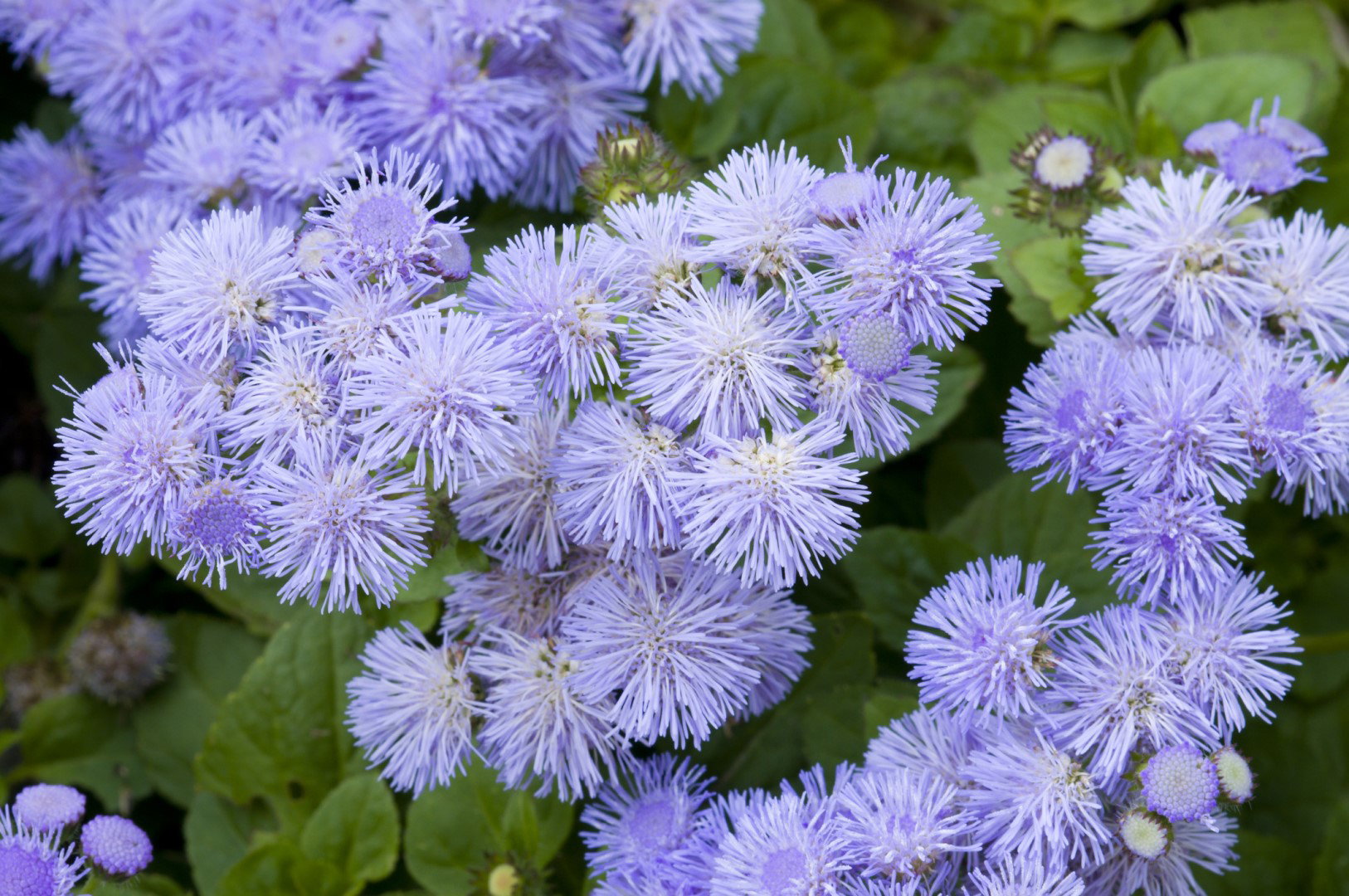 132 Żeniszek meksykański ageratum houstonianum