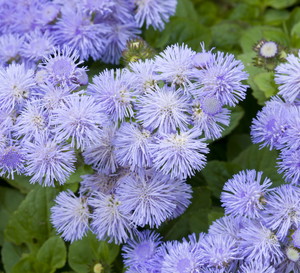132 Żeniszek meksykański ageratum houstonianum