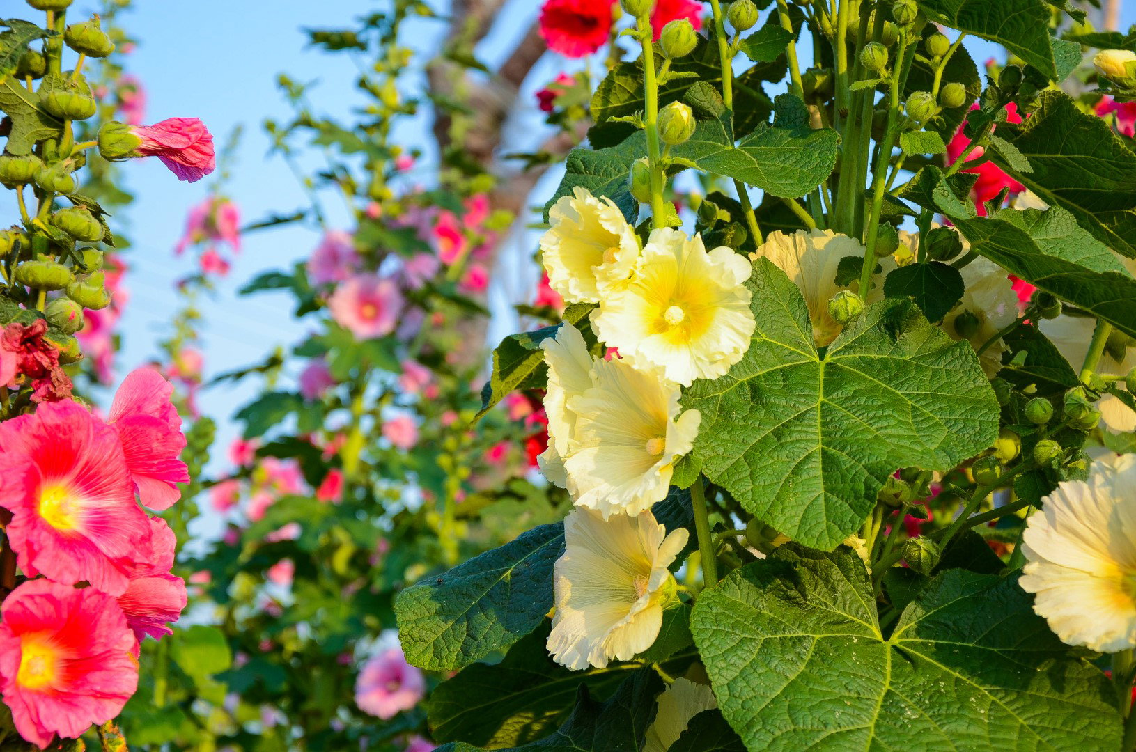 133 Malwa różowa Alcea rosea