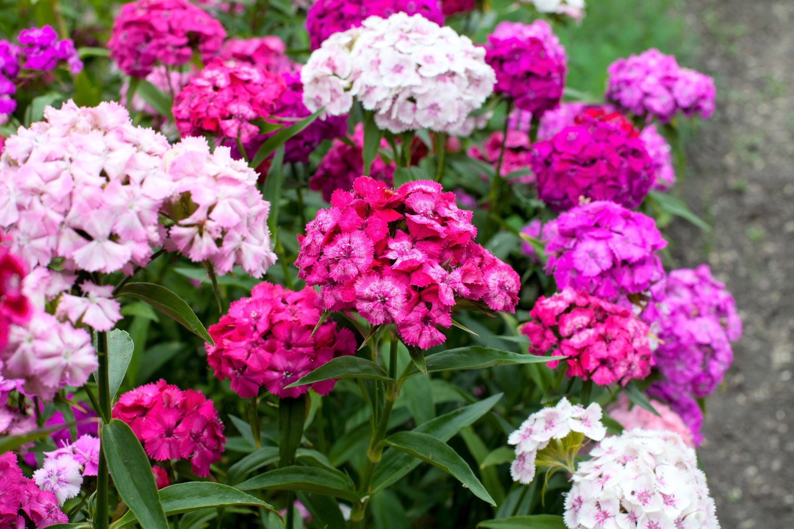 Goździk brodaty Dianthus barbatus (zdj.: Adobe Stock)