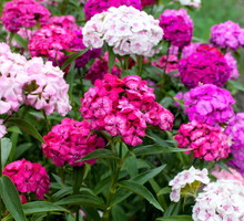 Goździk brodaty Dianthus barbatus (zdj.: Adobe Stock)