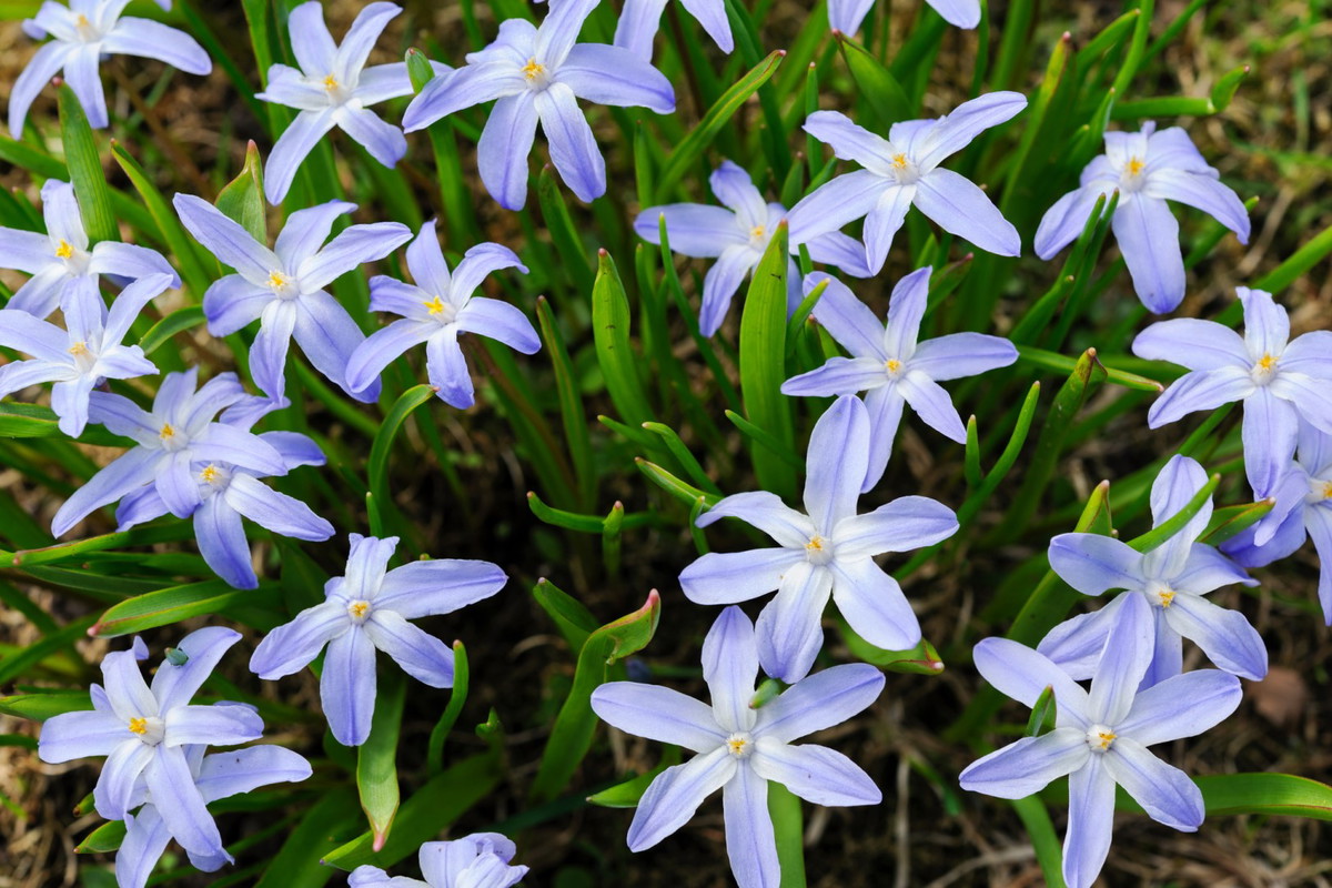 131 Cebulica scilla