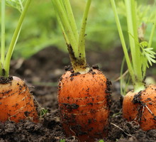 Właściwa pielęgnacja upraw marchwi i pietruszki – przerywanie i częste odchwaszczanie – mogą ustrzec przed mączniakiem prawdziwym. (zdj.: Adobe Stock)
