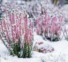 Nie zawsze należy okrywać wrzosy przykryte stałą warstwą śniegu. Opad sam służy za naturalną izolację roślin przed mroźnym wiatrem. (zdj.: Adobe Stock)