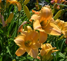 image-2470h5q