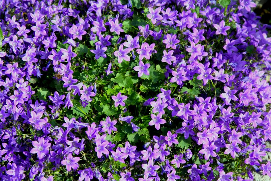 dzwonek-poszarskiego-campanula-poscharskyana-jest-jedna-z-najbardziej-widowiskowych-roslin-okrywowych-zdj-fotolia-com.jpeg