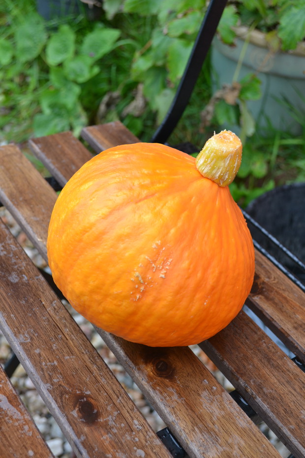Dynie z powodzeniem pełnią funkcje dekoracyjne.