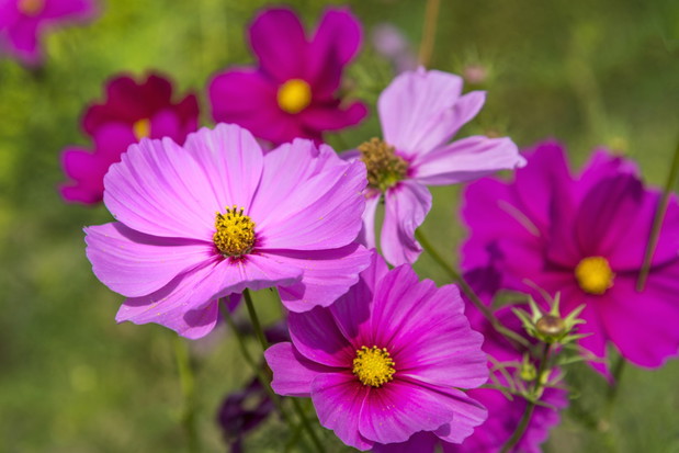 Kosmos podwójnie pierzasty Cosmos bipinnatus (zdj.: Adobe Stock)