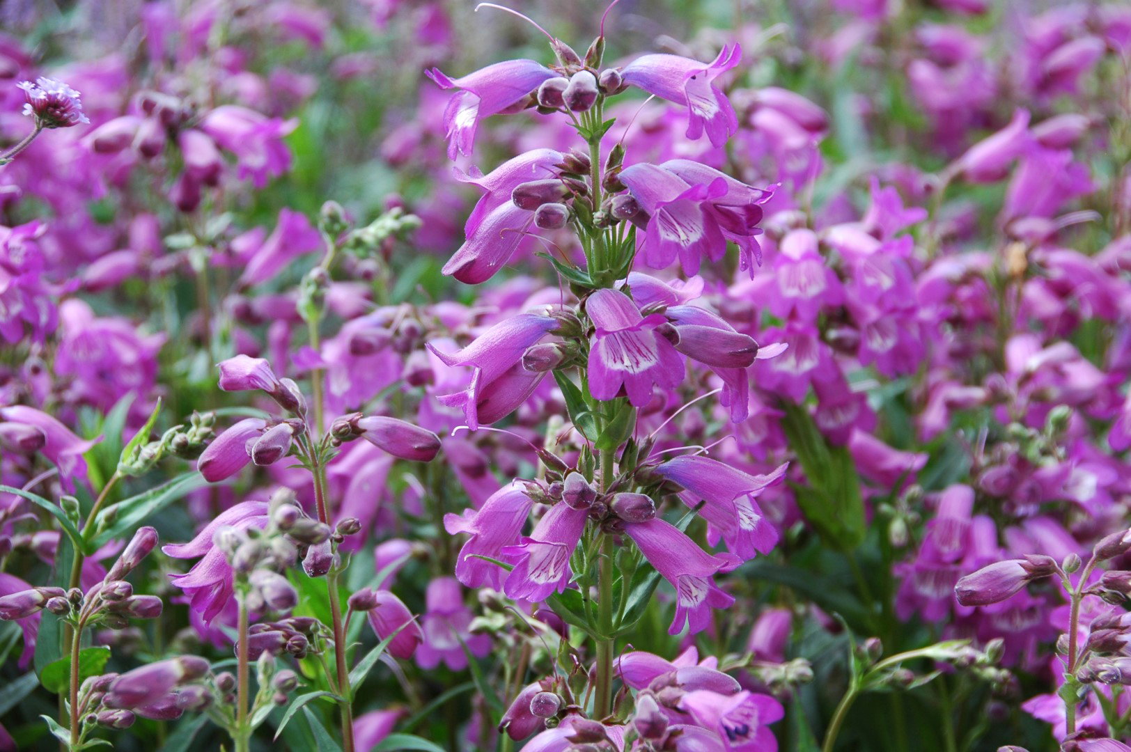 144 Penstemon Penstemon.jpg