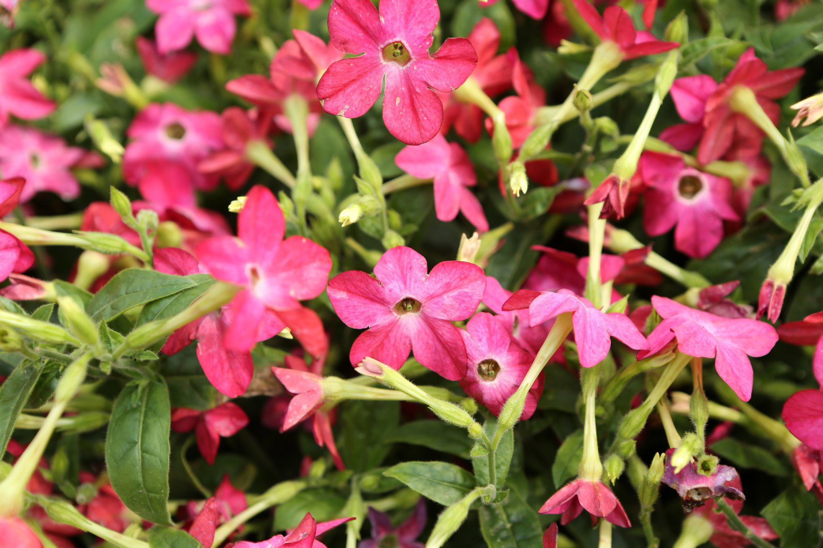 Tytoń ozdobny Nicotiana sanderae (zdj.: Adobe Stock)