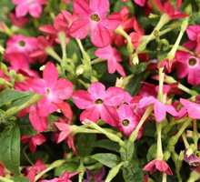 Tytoń ozdobny Nicotiana sanderae (zdj.: Adobe Stock)