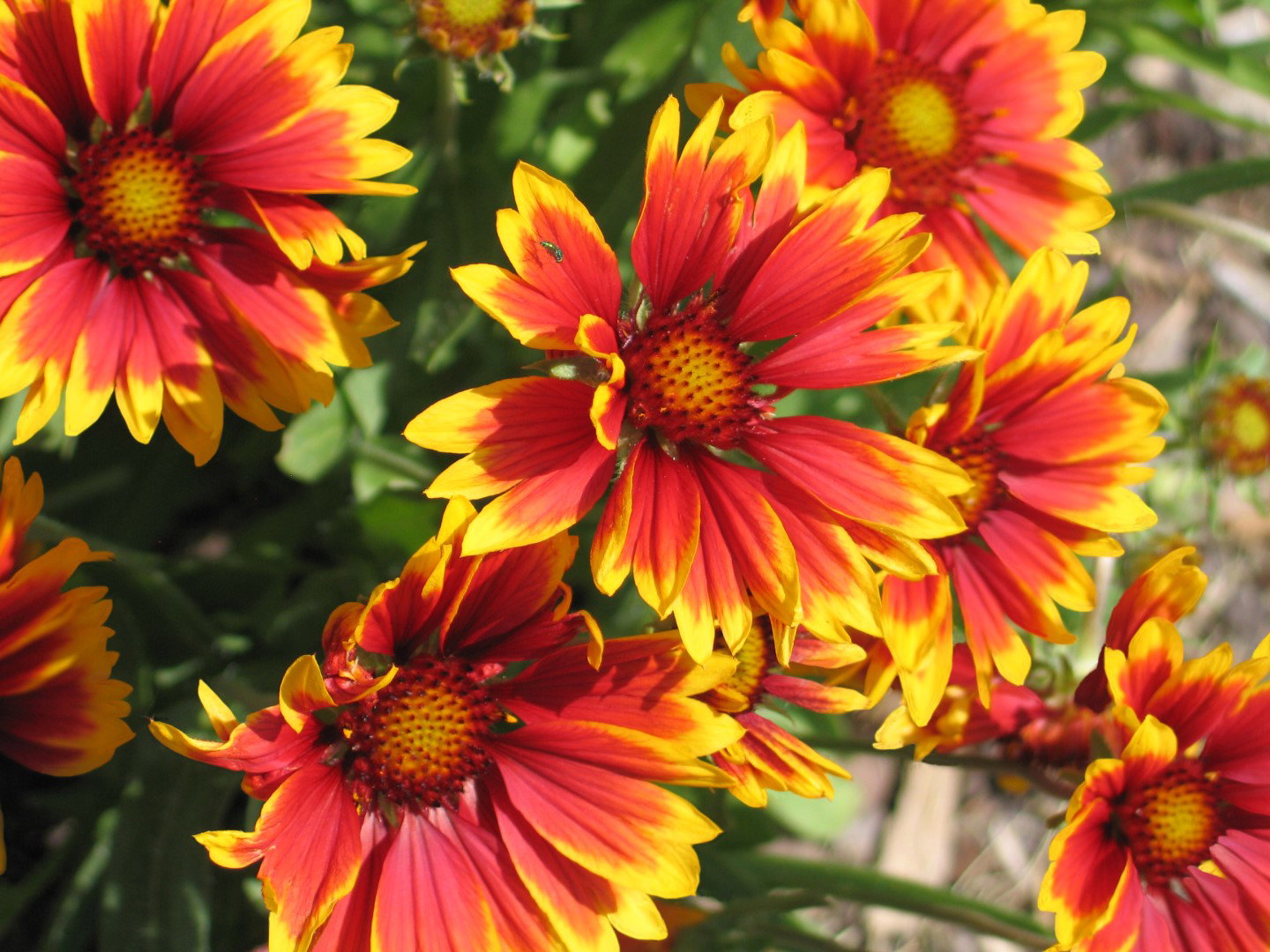 Gajlardia Gaillardia (zdj.: Adobe Stock)