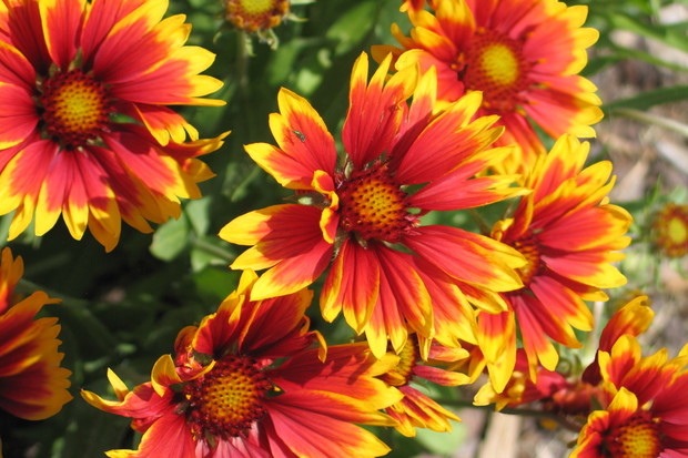 Gajlardia Gaillardia (zdj.: Adobe Stock)