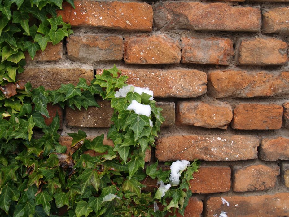 bluszcz-pospolity-doskonale-nadaje-sie-do-sadzenia-przy-polnocnej-scianie-domu-i-murach-dzieki-pedom-z-korzeniami-czepnymi-bez-problemu-trzyma-sie-wszelkich-powierzchni-o-chropowatej-fakturze-nie-potrzebujac-podpor-zdj-fotolia-com.jpeg