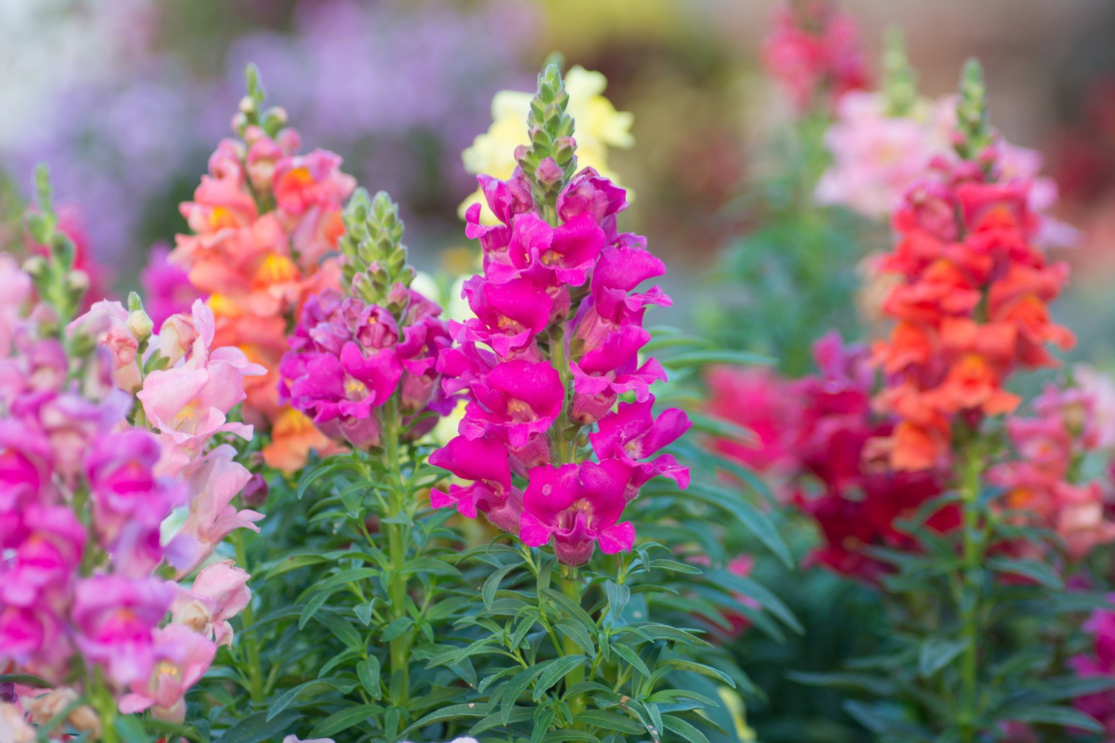 134 Wyżlin większy Antirrhinum majus