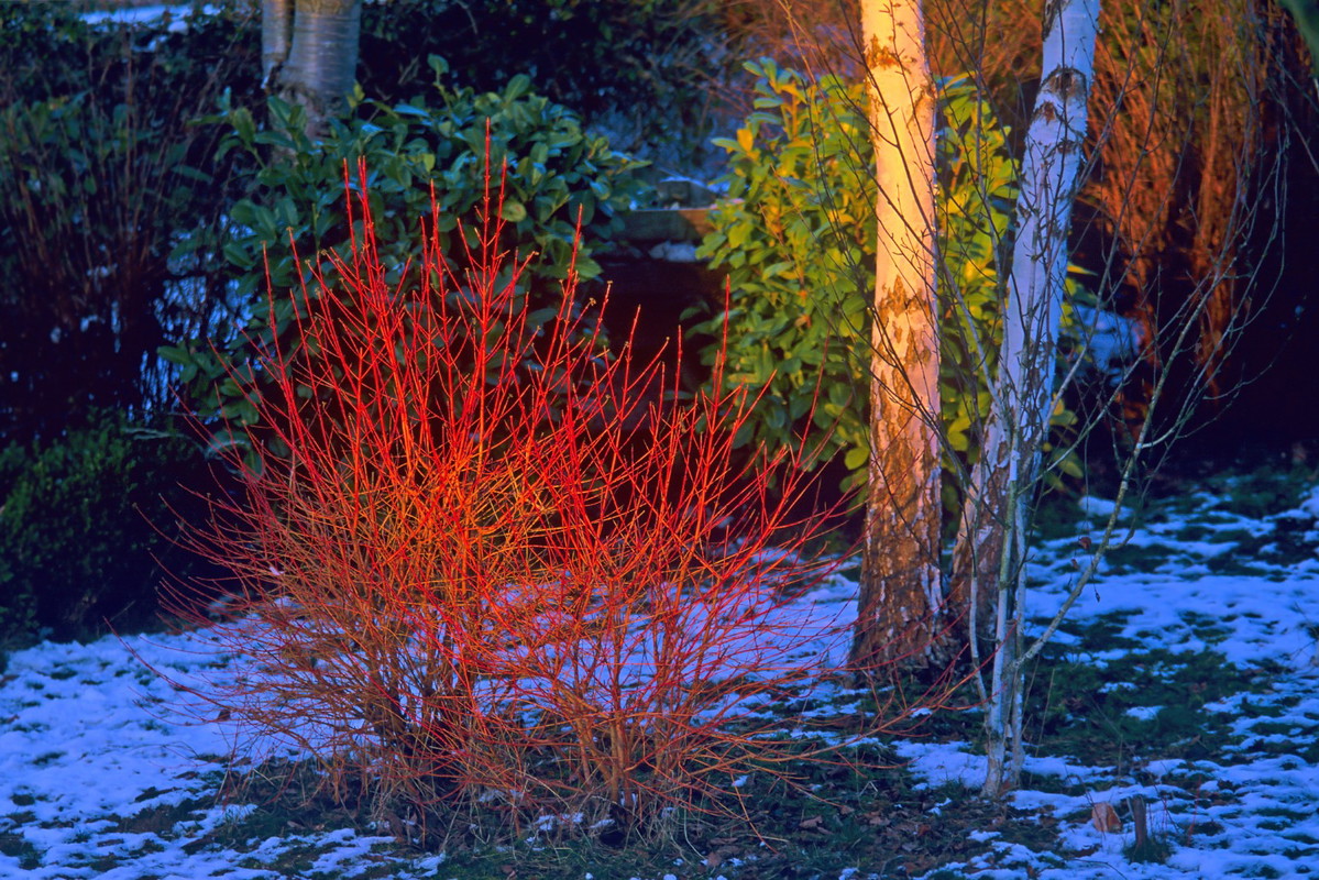 Dereń świdwa Cornus sanguinea w odmianie Winter Flame. (zdj.: Adobe Stock)