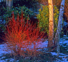 Dereń świdwa Cornus sanguinea w odmianie Winter Flame. (zdj.: Adobe Stock)