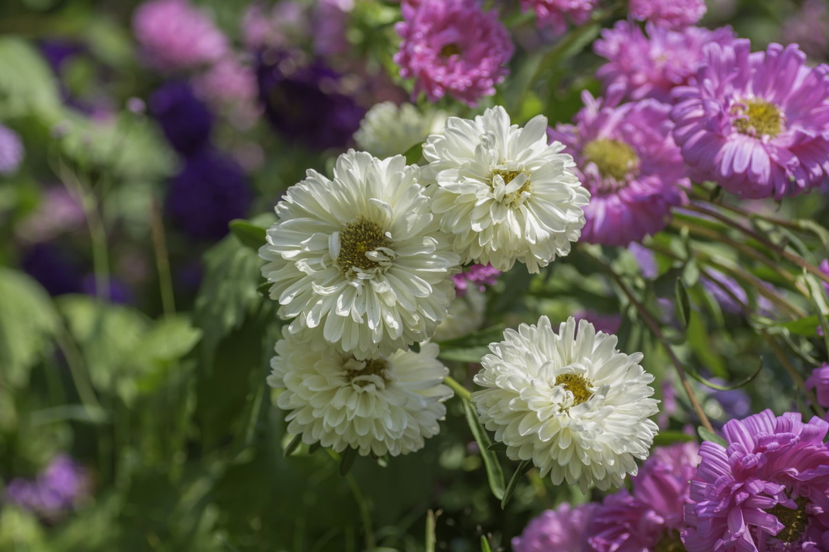 135 Aster chiński Callistephus chinensis