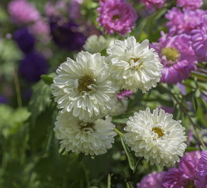 135 Aster chiński Callistephus chinensis