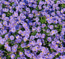 aster-krzaczasty-aster-dumosus-zdj-fotolia-com_1.jpeg
