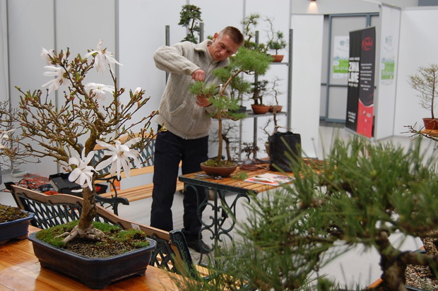 Pokazy formowania bonsai.