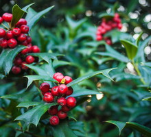 Ostrokrzew kolczasty (ilex aquifolium) to odmiana częściej spotykana w polskich ogrodach od opisywanej Mesevry, w poszukiwaniu ozdobnych owoców polecamy jednak skupić się na tej drugiej. (zdj.: iStock)
