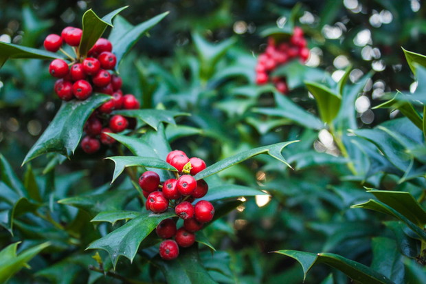 Ostrokrzew kolczasty (ilex aquifolium) to odmiana częściej spotykana w polskich ogrodach od opisywanej Mesevry, w poszukiwaniu ozdobnych owoców polecamy jednak skupić się na tej drugiej. (zdj.: iStock)