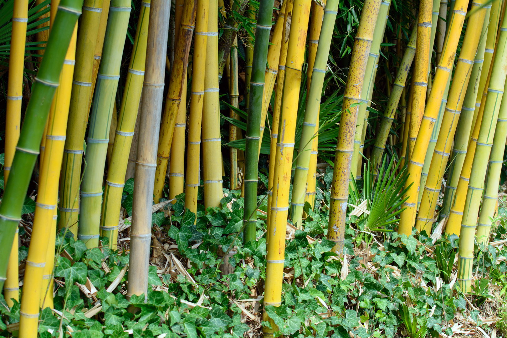 Bambus Phyllostachys (zdj.: Adobe Stock)