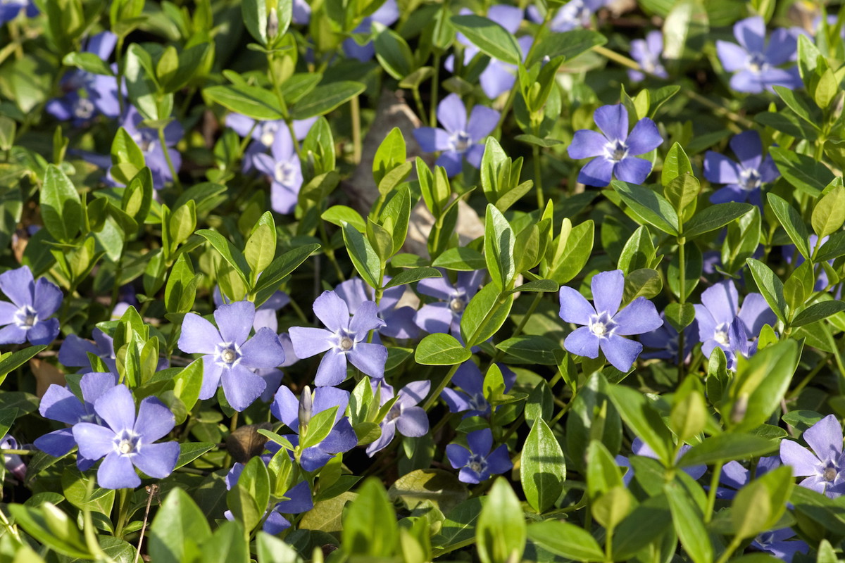 Barwinek pospolity Vinca minor