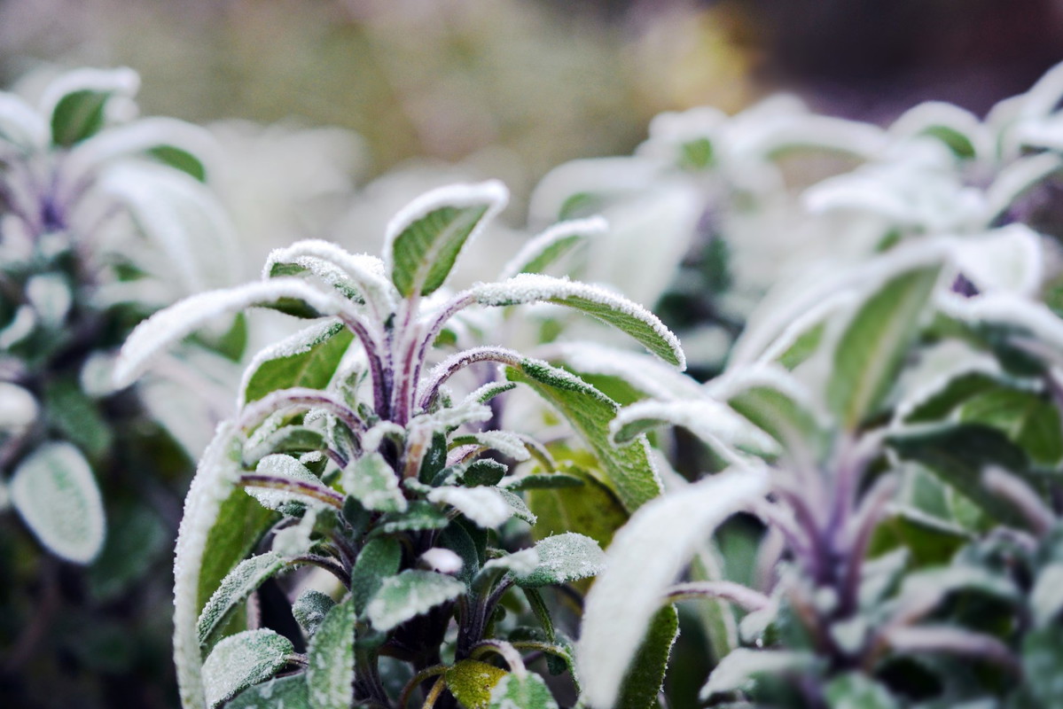 Szałwia - będąca ziołem wieloletnim - zimuje w gruncie, choć wymaga okrycia agrowłókniną. (zdj.: Adobe Stock)