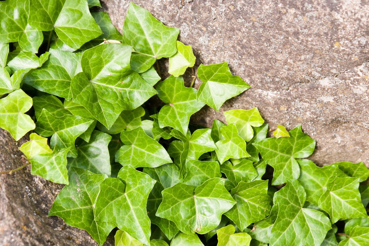 Bluszcz pospolity Hedera helix