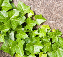 Bluszcz pospolity Hedera helix