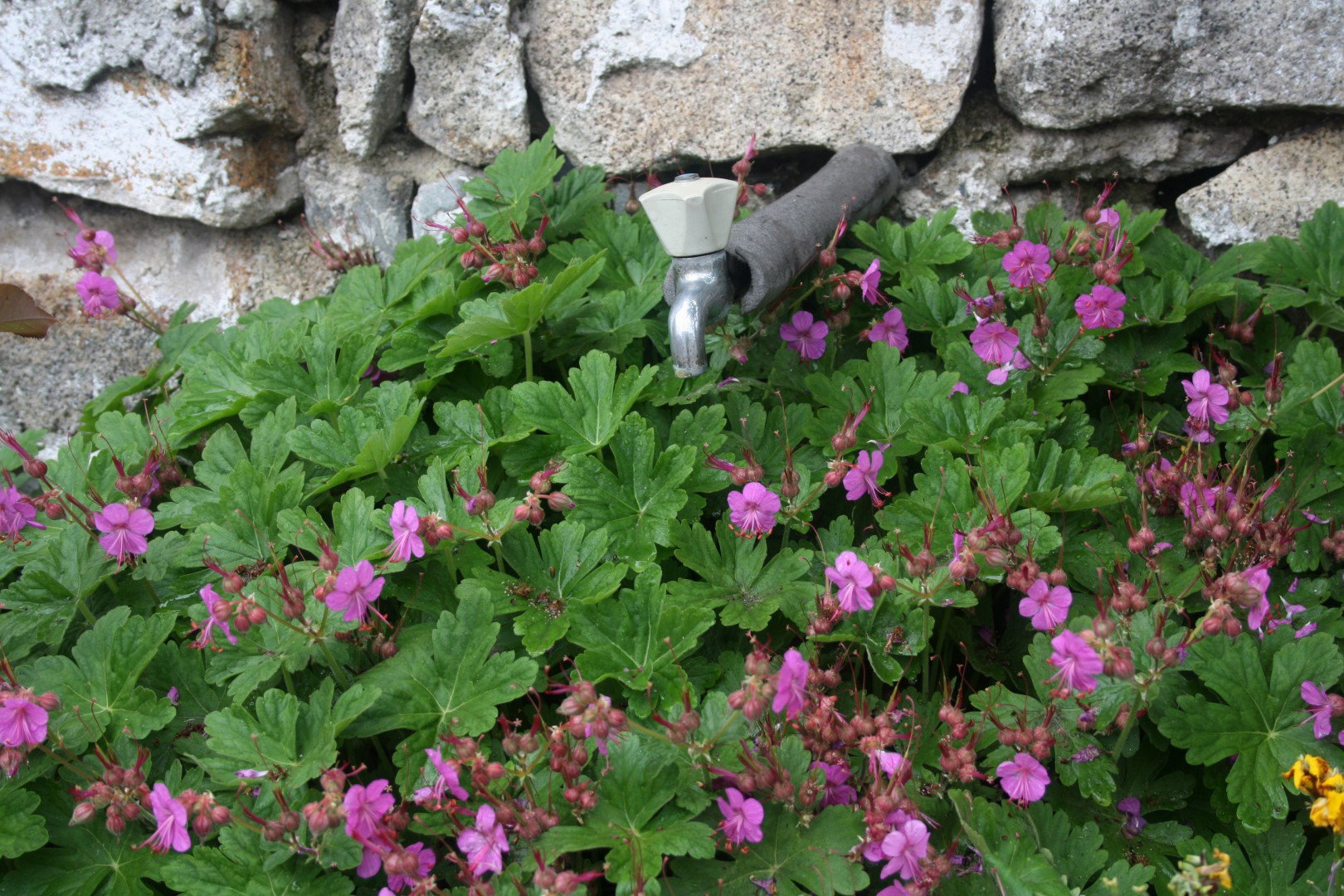 Bodziszek korzeniasty Geranium macrorrhizum