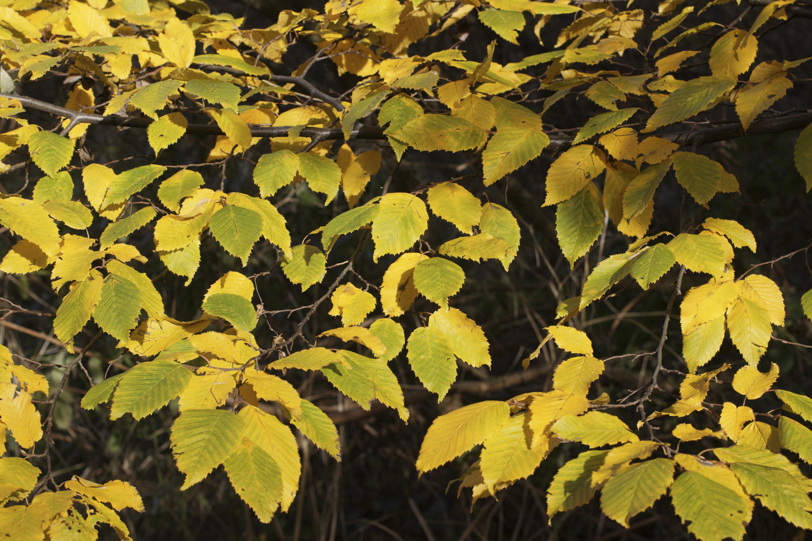 Buk zwyczajny Fagus sylvatica (zdj.: Adobe Stock)