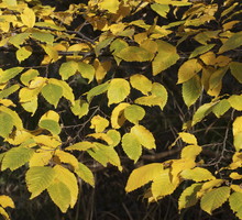 Buk zwyczajny Fagus sylvatica (zdj.: Adobe Stock)