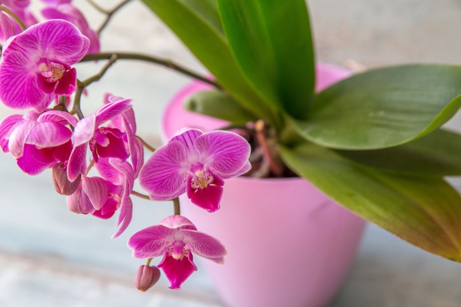stanowisko-dla-falenopsisu-phalaenopsis-nie-powinno-byc-przesadnie-jasne-i-obfite-w-bezposrednie-slonce-zdj-adobe-stock.jpeg