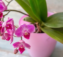 stanowisko-dla-falenopsisu-phalaenopsis-nie-powinno-byc-przesadnie-jasne-i-obfite-w-bezposrednie-slonce-zdj-adobe-stock.jpeg