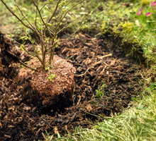 Dostosowując pH gleby do wymagań krzewu ozdobnego mamy pewność, że zapewniliśmy roślinie jak najbardziej sprzyjające warunki do szybkiego rozwoju i zdrowego owocowania. (zdj.: Adobe Stock)