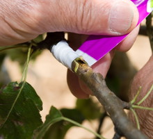 szczepienie drzew 9085565.jpeg