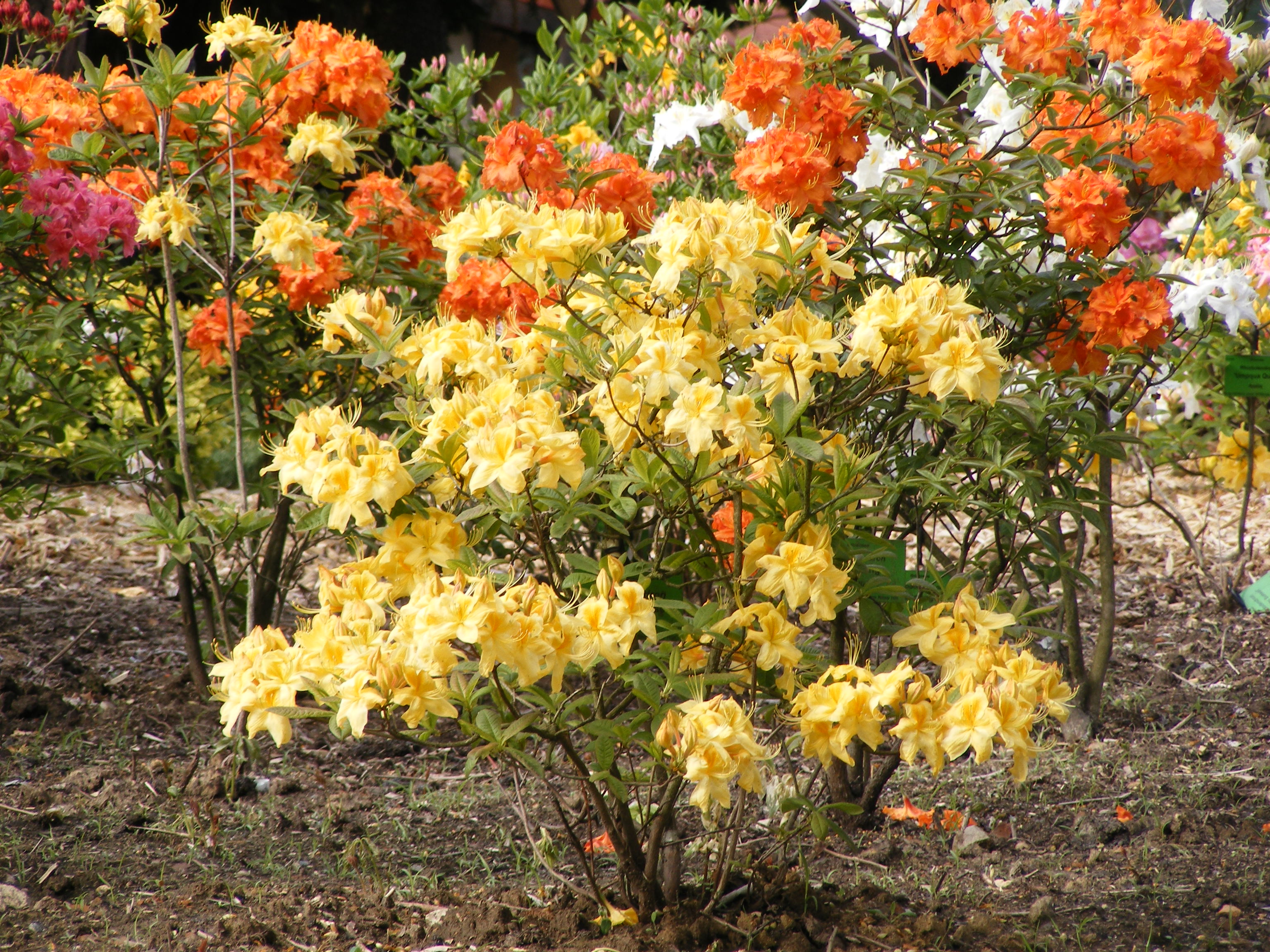 Arboretum w Wojsławicach k. Niemczy