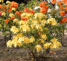 Arboretum w Wojsławicach k. Niemczy