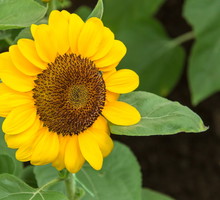Słonecznik zwyczajny Helianthus annuus (zdj.: Adobe Stock)