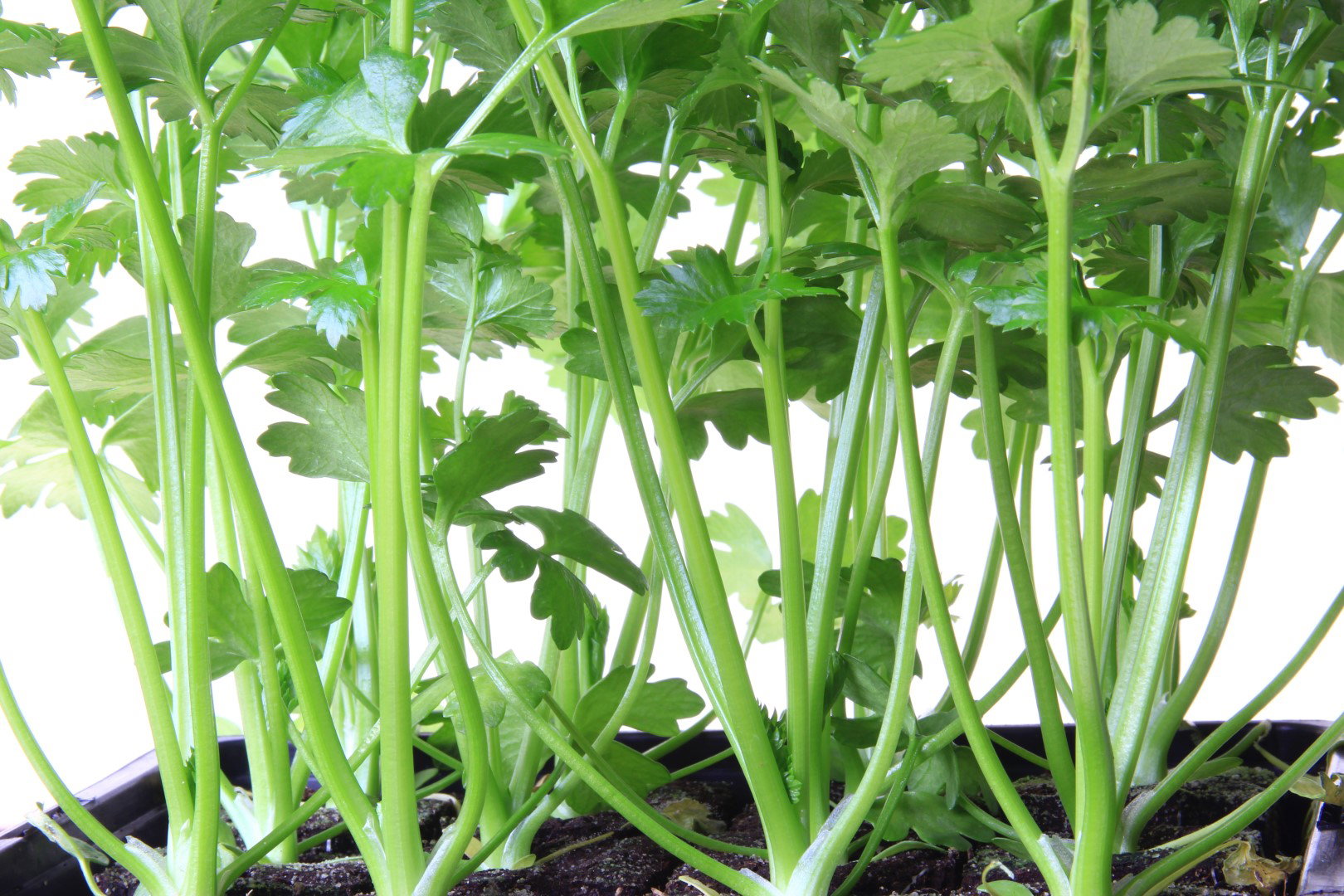 Wyhodowanie tak okazałych sadzonek trwa nawet do 10 tygodni. (zdj.: Adobe Stock)