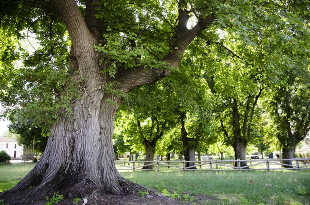 Jeden z siedmiu starożytnych wiązów pospolitych (ulmus minor) rosnących od około 450 lat w rejonie hiszpańskiej miejscowości Cabeza Buey. 