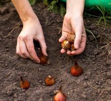 cebule roślin sadzone jesienią
