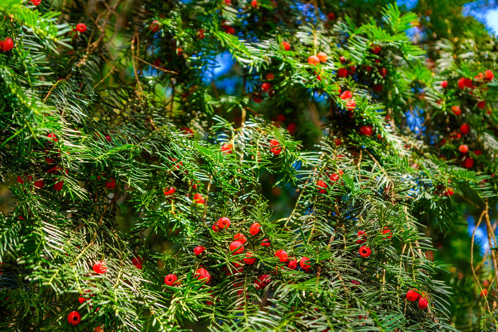 Cis Taxus (zdj.: Adobe Stock)